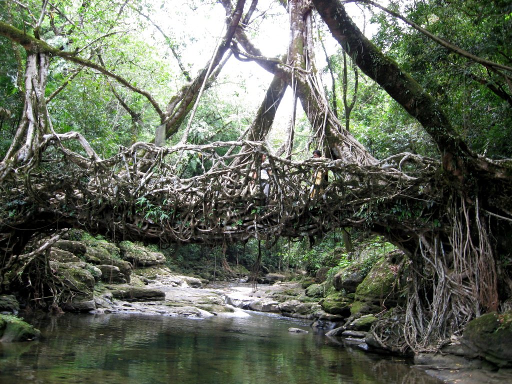 Living root bridge near village of Laitkynsew in Meghalaya