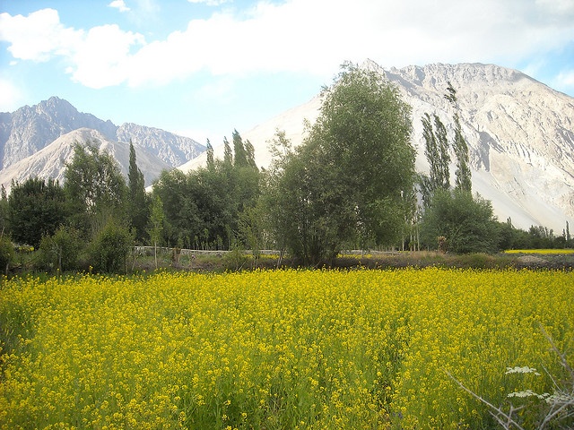 Nubra Valley Farms